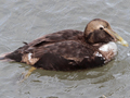 Common Eider